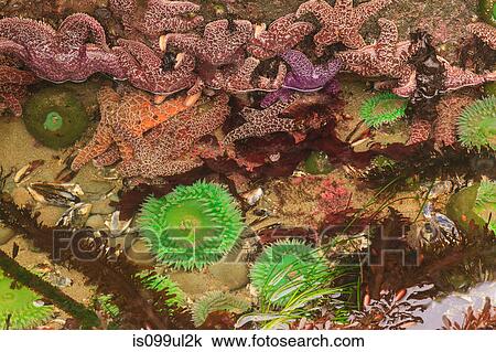 Stock Image - Giant Green Anemones and Pisaster Sea Stars in intertidal zone at low tide, Shi-Shi Beach, Olympic National Park, Washington, USA. Fotosearch