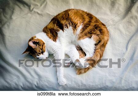 Ginger cat curled up on bed View Large Photo Image Stock Image - Ginger cat curled up on bed. Fotosearch