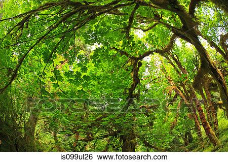 Hoh Rainforest, Olympic National Park, Washington, USA View Large Photo Image Stock Photograph - Hoh Rainforest, Olympic National Park, Washington, USA. Fotosearch