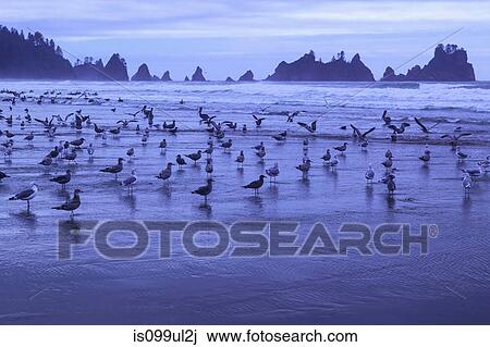Stock Image - Large flock of seagulls in front of Point of the Arches, Shi-Shi Beach, Olympic National Park, Washington, USA. Fotosearch