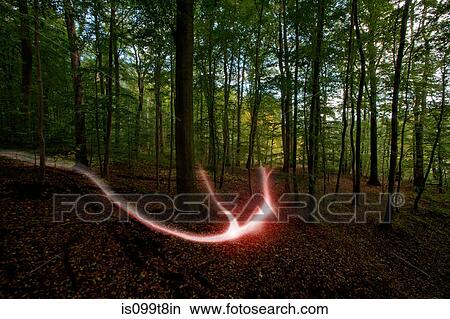 Picture - Light trail in a forest. Fotosearch