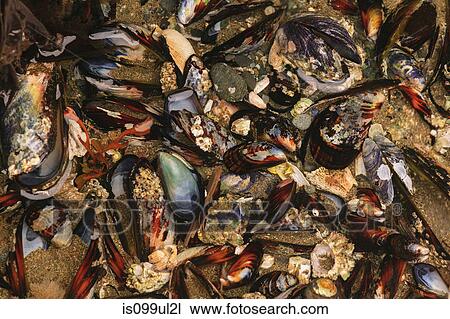 Mussel shells, Shi-Shi Beach, Olympic National Park, Washington, USA View Large Photo Image Stock Image - Mussel shells, Shi-Shi Beach, Olympic National Park, Washington, USA. Fotosearch