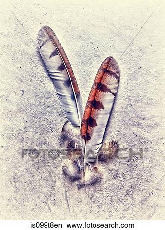 Owl feathers View Large Photo Image Picture - Owl feathers. Fotosearch