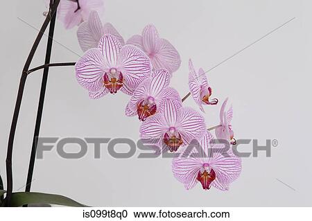 Stock Image - Pink orchid flowers. Fotosearch