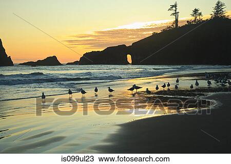 Seagulls on Second Beach at sunset near La Push, Olympic National Park, Washington, USA View Large Photo Image Stock Image - Seagulls on Second Beach at sunset near La Push, Olympic National Park, Washington, USA. Fotosearch