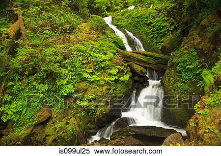 Seasonal creek, Graves Creek area, Olympic National Park, Washington, USA View Large Photo Image Stock Photography - Seasonal creek, Graves Creek area, Olympic National Park, Washington, USA. Fotosearch