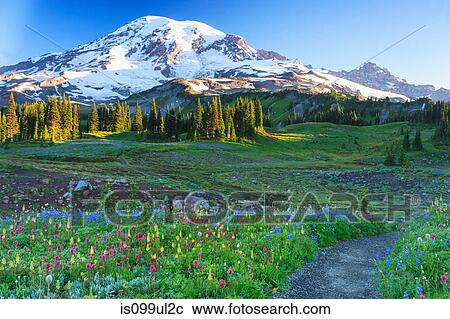 Summer alpine wild flower meadow, Mount Rainier National Park, Washington, USA View Large Photo Image Stock Image - Summer alpine wild flower meadow, Mount Rainier National Park, Washington, USA. Fotosearch