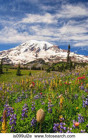 Summer alpine wild flower meadow, Mount Rainier National Park, Washington, USA View Large Photo Image Stock Image - Summer alpine wild flower meadow, Mount Rainier National Park, Washington, USA. Fotosearch