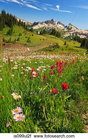 Stock Image - Summer alpine wild flower meadow, Mount Rainier National Park, Washington, USA. Fotosearch