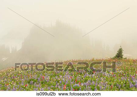 Stock Image - Summer alpine wild flower meadow on Skyline Trail, Mount Rainier National Park, Washington, USA. Fotosearch