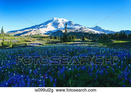meadow alpine wild flower summer rainier skyline trail washington mount national usa park fotosearch