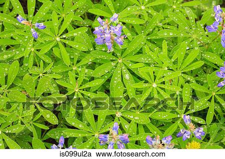 Stock Image - Summer alpine wild flowers, Mount Rainier National Park, Washington, USA. Fotosearch