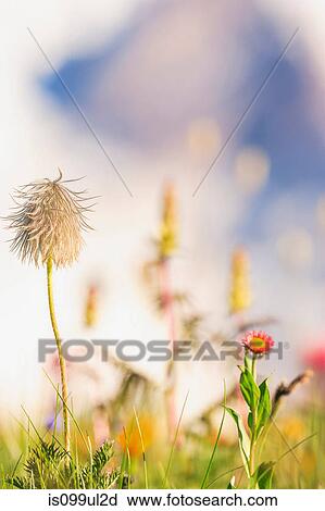 Summer alpine wild flowers, Mount Rainier National Park, Washington, USA View Large Photo Image Stock Image - Summer alpine wild flowers, Mount Rainier National Park, Washington, USA. Fotosearch