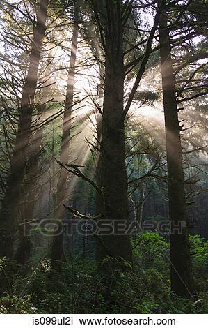 Sunbeams in rainforest near Hoh Rainforest, Olympic National Park, Washington, USA View Large Photo Image Stock Image - Sunbeams in rainforest near Hoh Rainforest, Olympic National Park, Washington, USA. Fotosearch