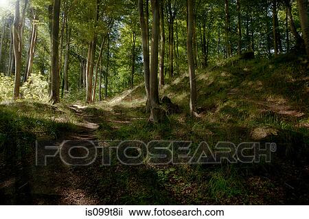 Stock Image - Sunbeams through a forest. Fotosearch