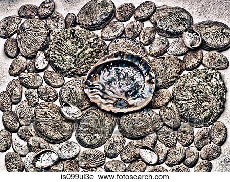 Stock Image - Abalone shells. Fotosearch