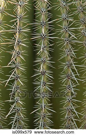 Close up of cactus surface View Large Photo Image Stock Photo - Close up of cactus surface. Fotosearch