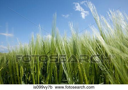 Close up of long grass View Large Photo Image Stock Image - Close up of long grass. Fotosearch