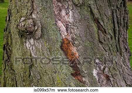 Picture - Close up of silver maple tree bark. Fotosearch