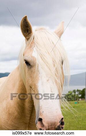 Stock Image - Close up portrait of horse. Fotosearch