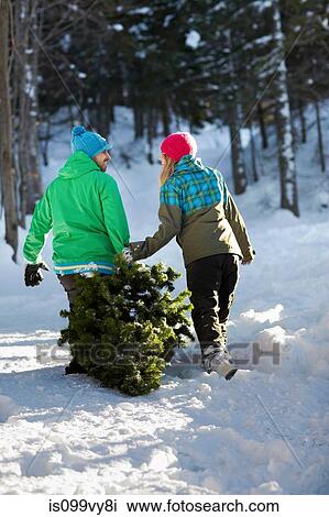 Couple dragging christmas tree through snow View Large Photo Image Stock Image - Couple dragging christmas tree through snow. Fotosearch