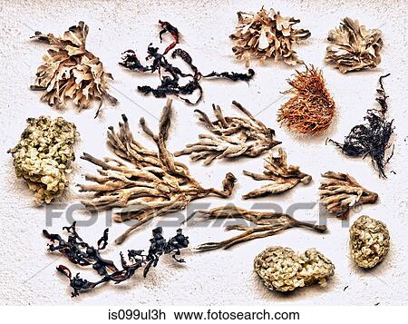 Dried sea plants View Large Photo Image Stock Image - Dried sea plants. Fotosearch