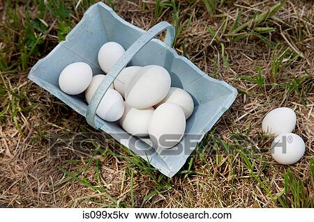 Eggs in basket View Large Photo Image Stock Photo - Eggs in basket. Fotosearch