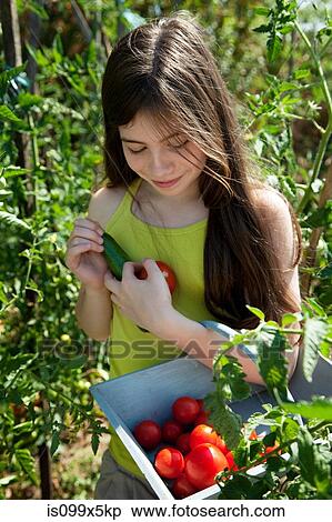 Stock Photography - Girl holding basket of tomatoes. Fotosearch