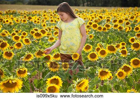 Girl in field with sunflowers View Large Photo Image Stock Photograph - Girl in field with sunflowers. Fotosearch