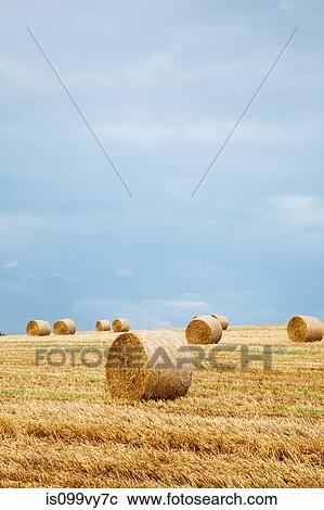 Stock Image - Hay bales in field, Dorset, England, United Kingdom. Fotosearch
