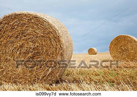 Stock Image - Hay bales in field, Dorset, England, United Kingdom. Fotosearch