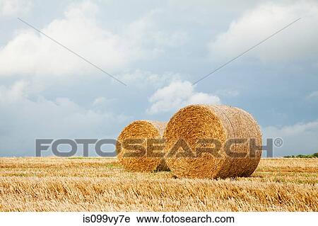 Hay bales in field, Dorset, England, United Kingdom View Large Photo Image Stock Image - Hay bales in field, Dorset, England, United Kingdom. Fotosearch