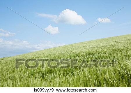 Stock Photo - Hill with field of long grass, Padstow, Cornwall, England, UK. Fotosearch