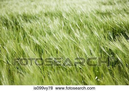 Long grass, close-up View Large Photo Image Stock Photo - Long grass, close-up. Fotosearch
