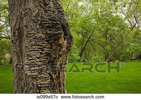 Maple tree trunk View Large Photo Image Picture - Maple tree trunk. Fotosearch