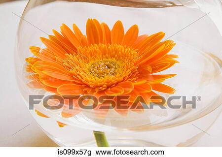 Orange gerbera flower in goldfish bowl View Large Photo Image Stock Image - Orange gerbera flower in goldfish bowl. Fotosearch