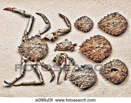 Stock Image - Pieces of crab shell. Fotosearch