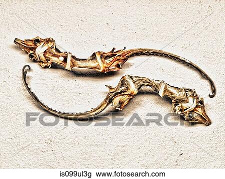 Skeletons of animals found on seashore View Large Photo Image Stock Image - Skeletons of animals found on seashore. Fotosearch