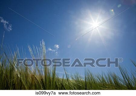 Stock Image - Sunlight over long grass. Fotosearch