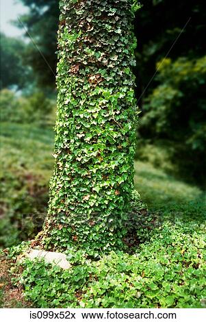 Stock Photo - Tree trunk covered in ivy leaves. Fotosearch