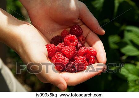 Woman holding fresh raspberries View Large Photo Image Stock Photography - Woman holding fresh raspberries. Fotosearch