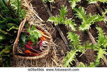 Stock Photograph - Basket of picked vegetables in garden. Fotosearch