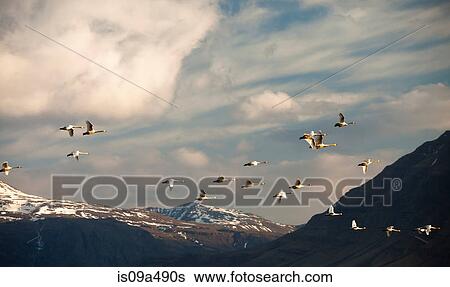 Birds flying over rural landscape View Large Photo Image Stock Photograph - Birds flying over rural landscape. Fotosearch