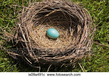 Blue egg in bird's nest View Large Photo Image Stock Image - Blue egg in bird's nest. Fotosearch