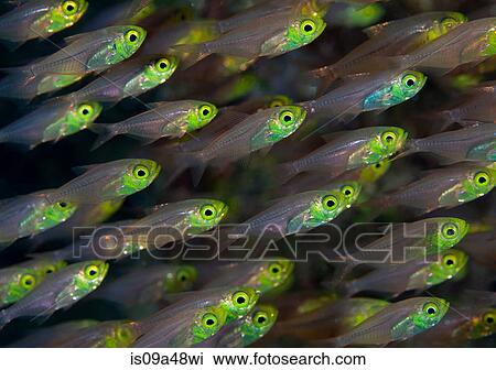 Close up of colorful fish underwater View Large Photo Image Stock Image - Close up of colorful fish underwater. Fotosearch