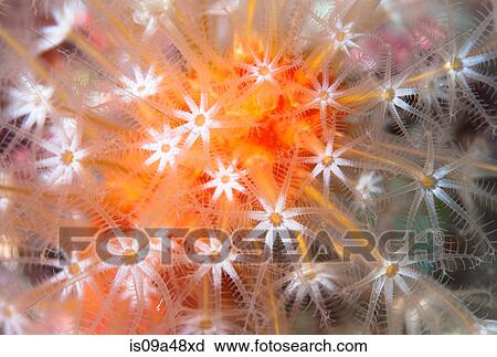 Close up of colorful underwater plant View Large Photo Image Stock Image - Close up of colorful underwater plant. Fotosearch