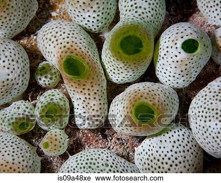 Close up of colorful underwater plants View Large Photo Image Stock Image - Close up of colorful underwater plants. Fotosearch