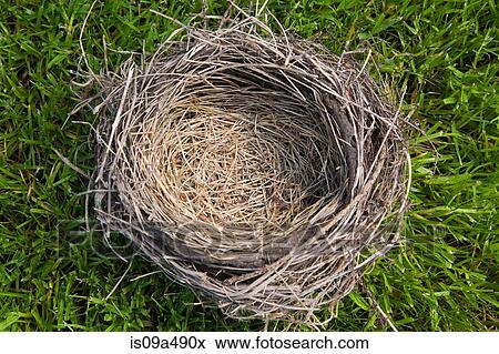 Close up of empty nest View Large Photo Image Stock Photo - Close up of empty nest. Fotosearch