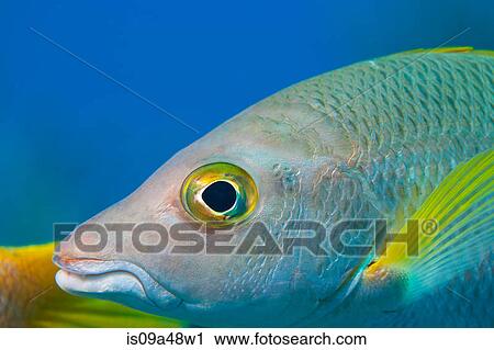 Stock Image - Close up of fish swimming underwater. Fotosearch