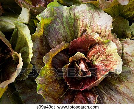 Close up of lettuce head in garden View Large Photo Image Stock Photograph - Close up of lettuce head in garden. Fotosearch